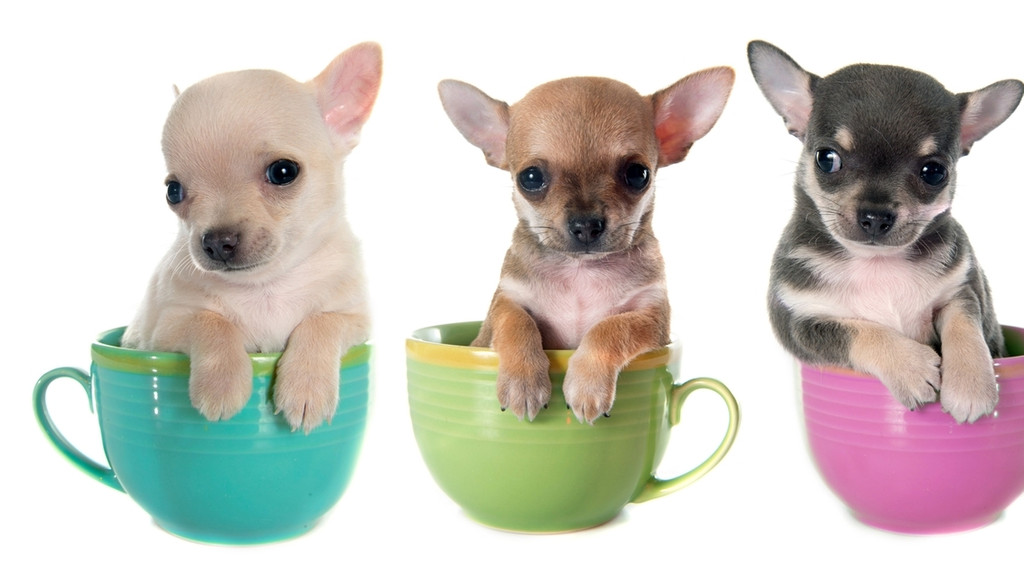 Drei bunte Tassen, in denen winzige Hunde sitzen