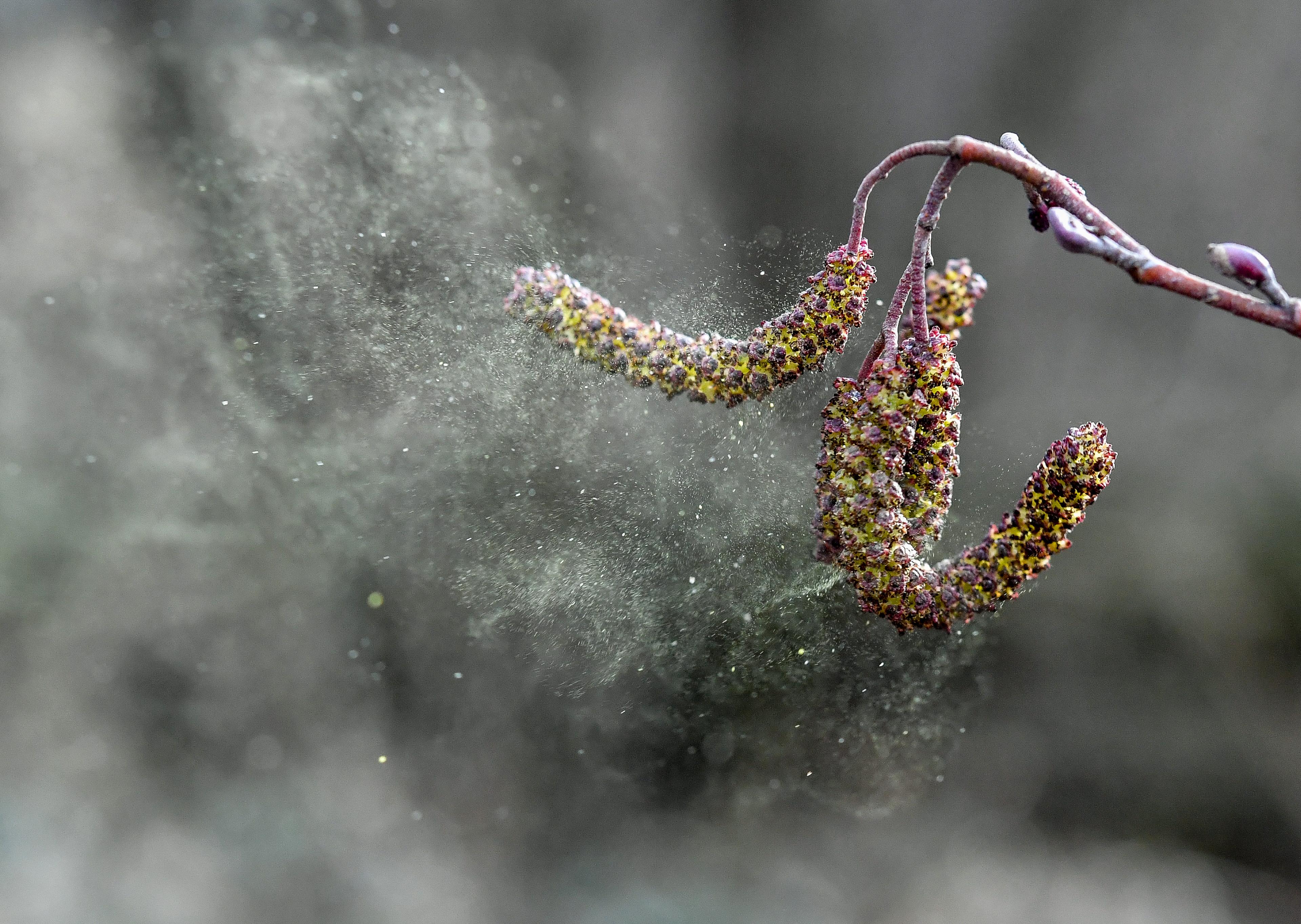 Pollen löst sich aus reifen Blütenkätzchen einer Schwarz-Erle 