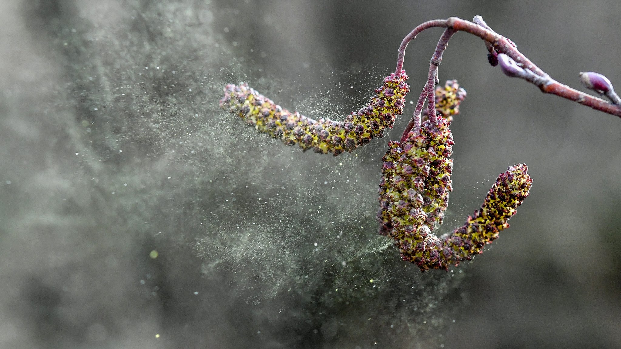 Pollen löst sich aus reifen Blütenkätzchen einer Schwarz-Erle 