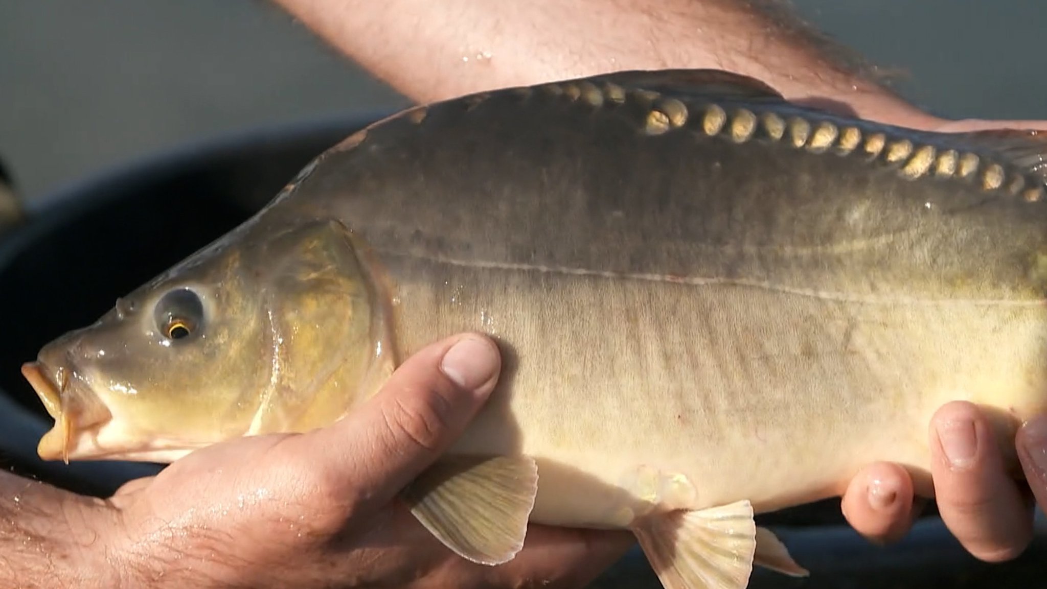 Ein Karpfen frisch aus dem Weiher gefischt, er muss jetzt noch in Brunnenwasser.