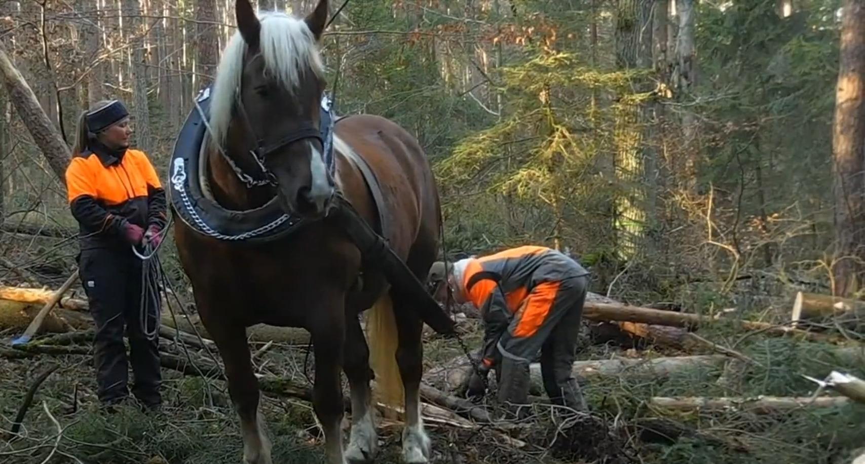 Holzrücken : Holztransport Mit Pferdestärke