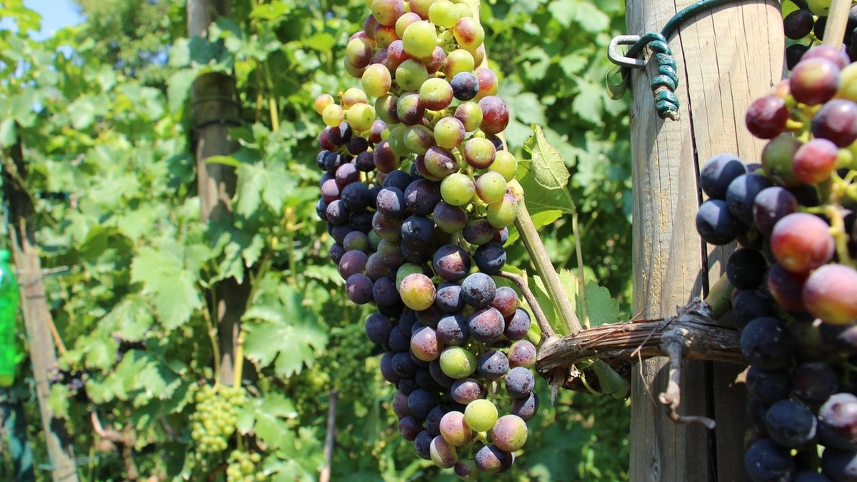 Gemüse- und Weinbauern nehmen frühe Ernte gelassen