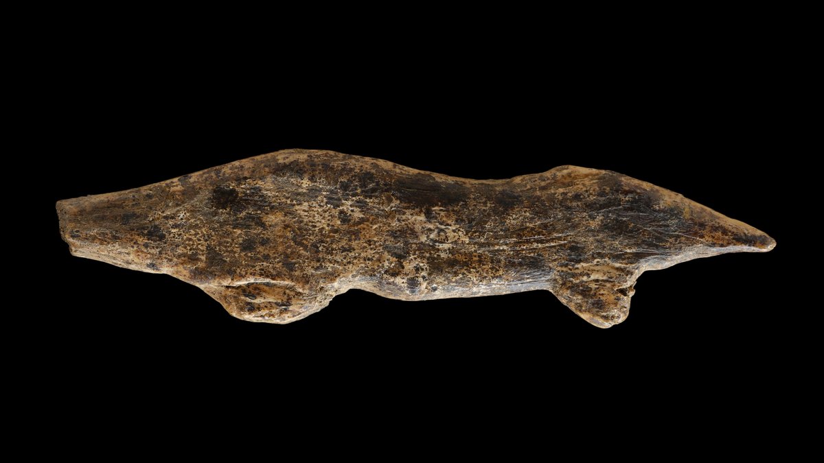 "Fund des Jahres": Forscher zeigen 40.000 Jahre alte Otter-Figur