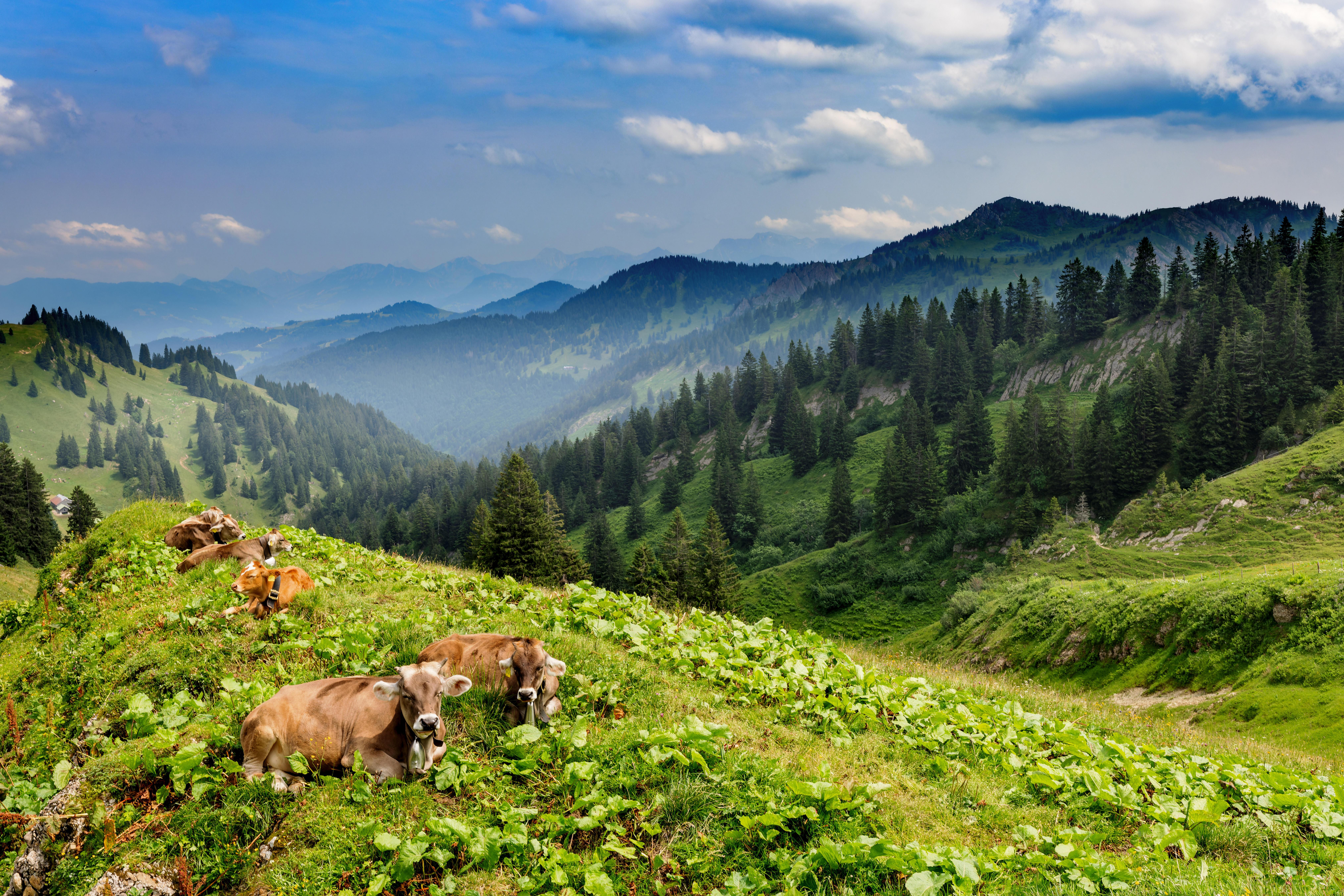 Kühe auf der Weide - im Sommer ein weit verbreiteter Anblick im Allgäu.