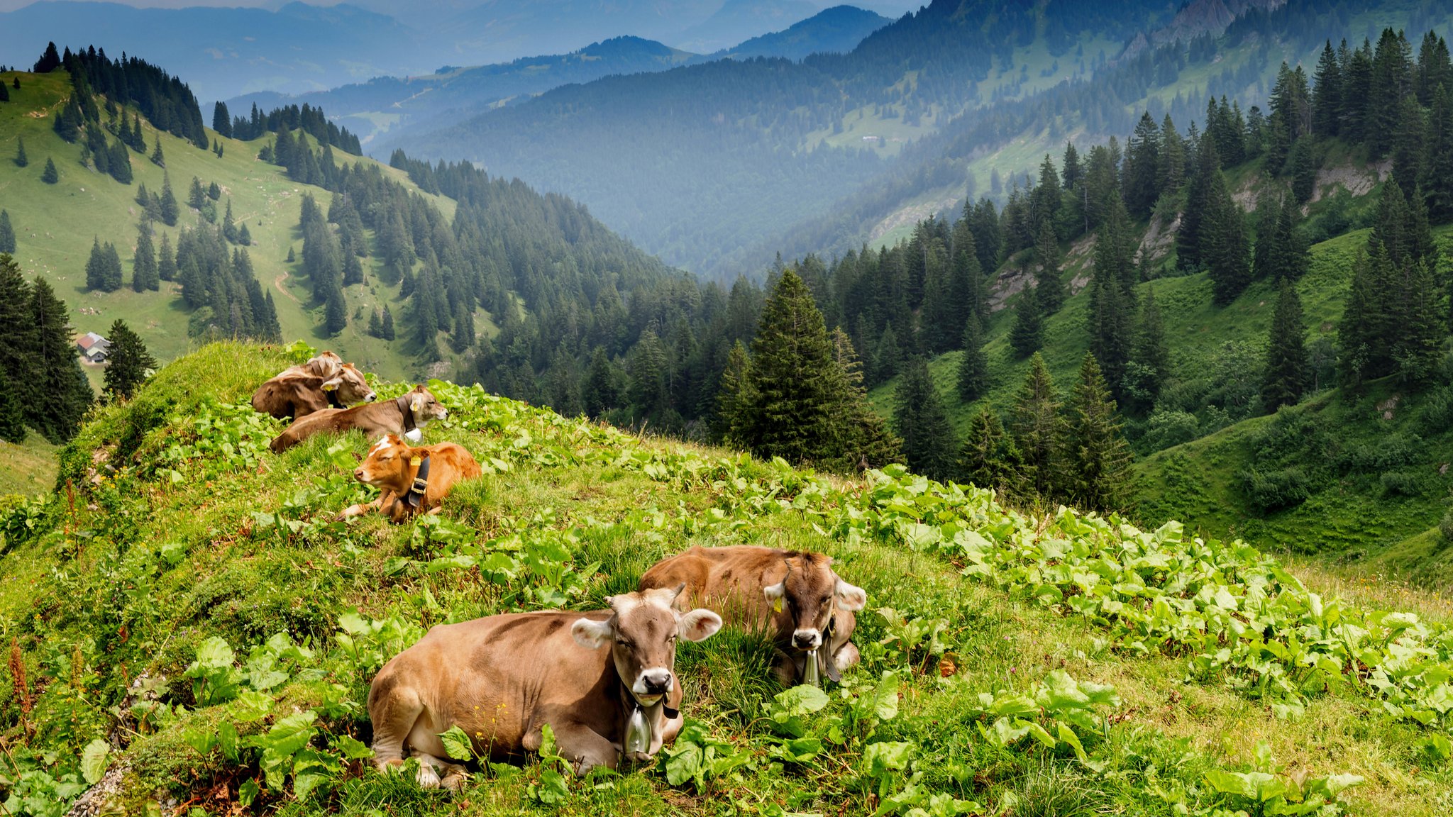 Kühe auf der Weide - im Sommer ein weit verbreiteter Anblick im Allgäu.