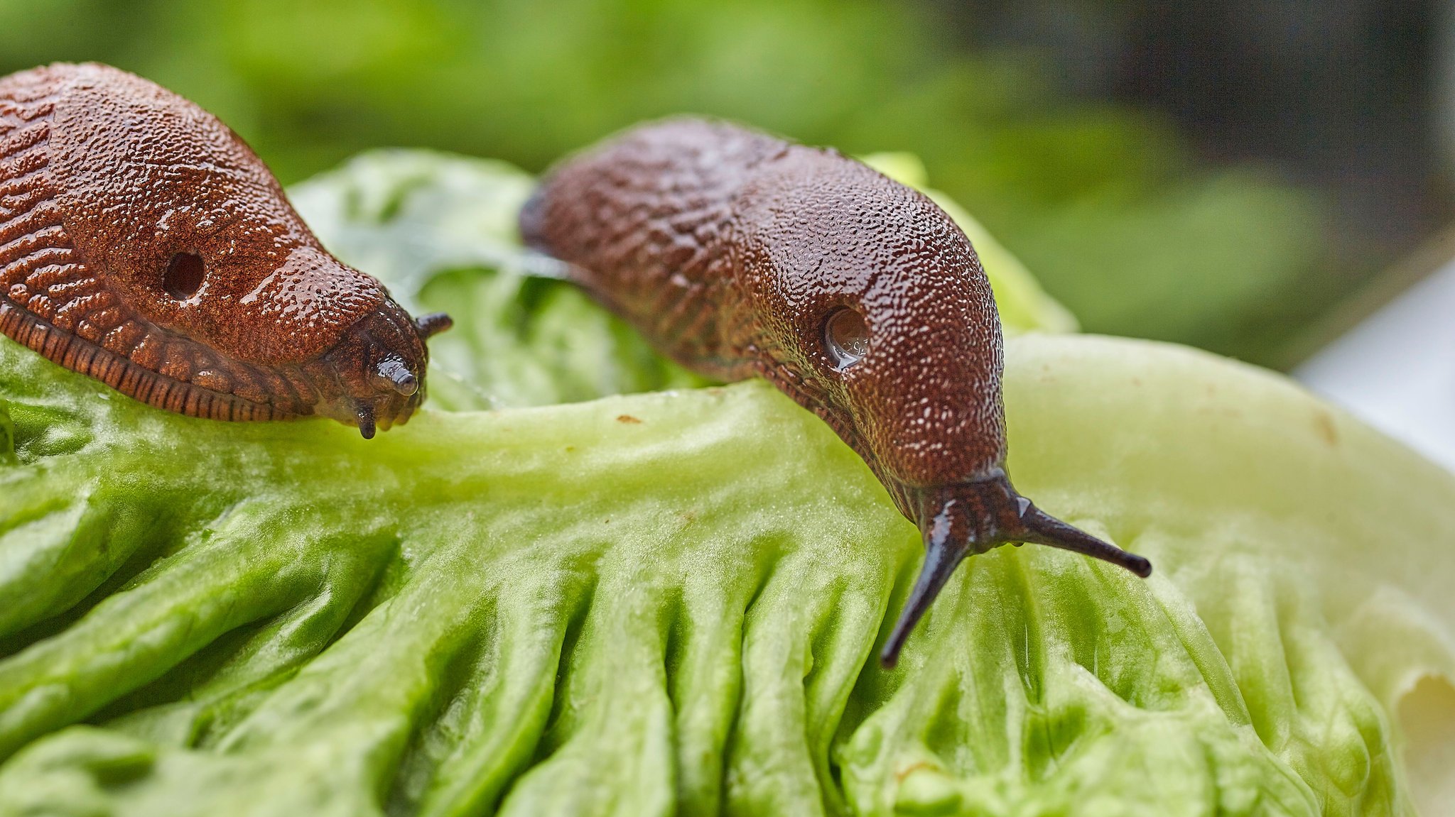 Schnecken im Garten bekämpfen: Das hilft gegen Nacktschnecken