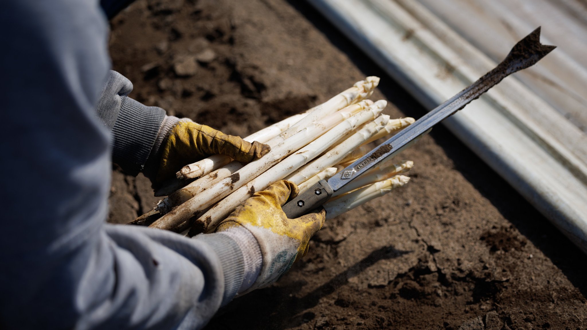 Auf dem Feld eines Spargelhofes in Niedersachsen- wurde Spargel geerntet.