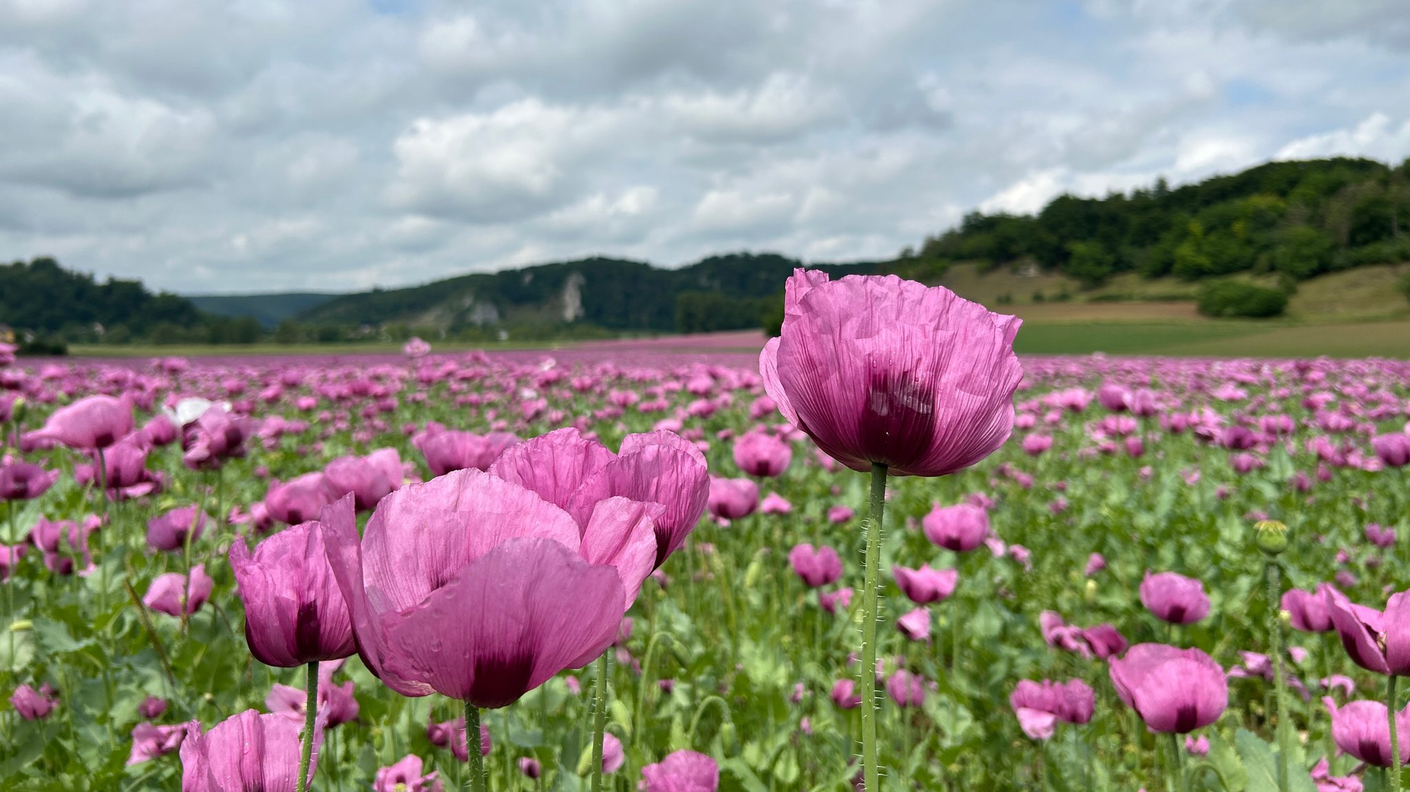 Blühender Blaumohn | Bild: BR/Lucia Hundbiß Blühender Blaumohn