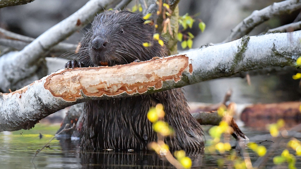 Ein Europäische Biber (Castor fiber) nagt an einer im Wasser liegenden Birke