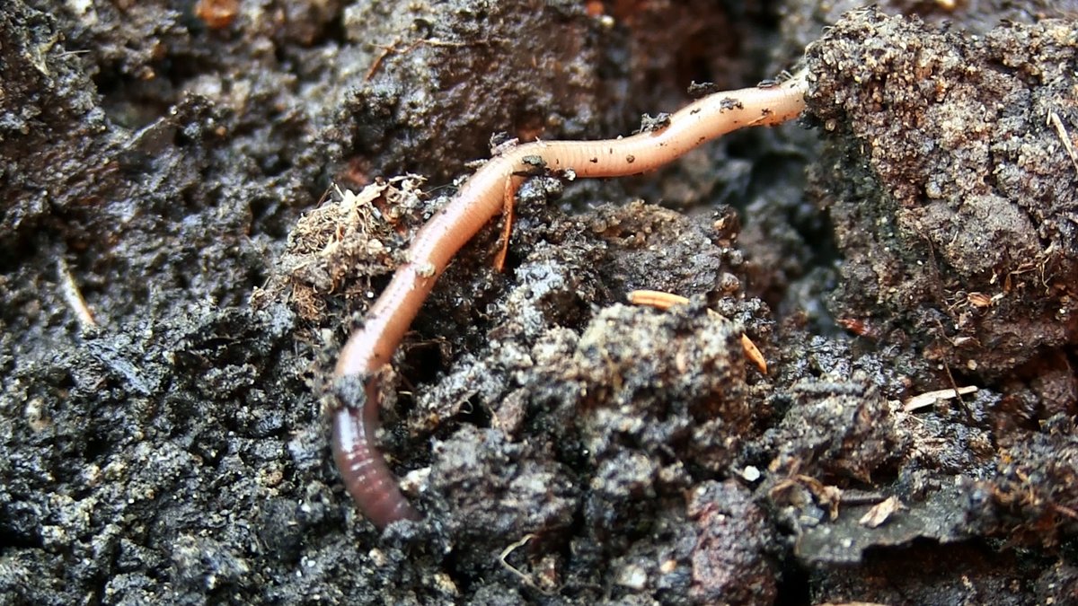 Gesunder Boden: Warum der Wald Regenwürmer braucht
