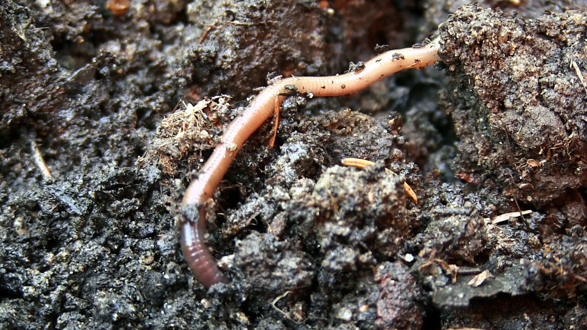 Ein Regenwurm (Archivbild)