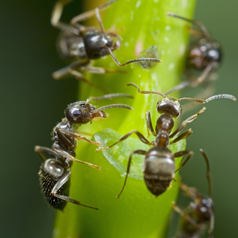 Ameisen - Staatenbildende Insekten der Superlative - radioWissen | BR Podcast