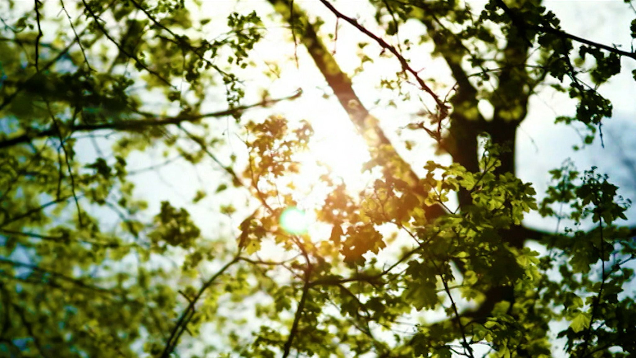 Natur als Medizin - Wie Grün unsere Gesundheit unterstützt