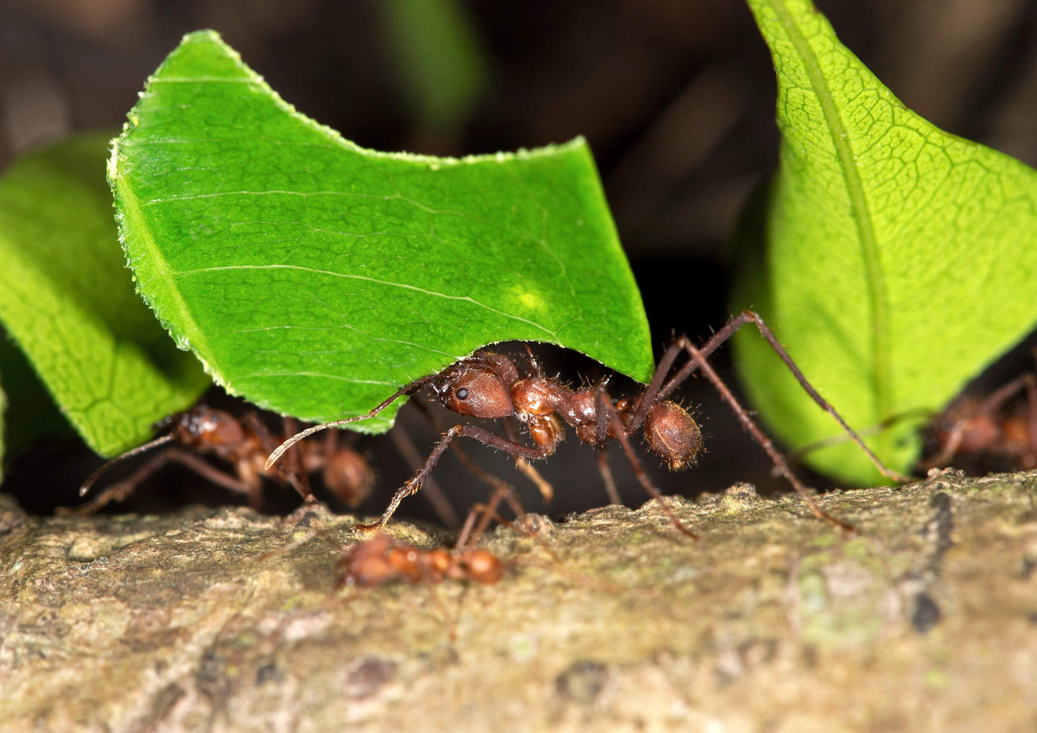 Was hilft gegen Ameisen in Haus und Garten? | BR24