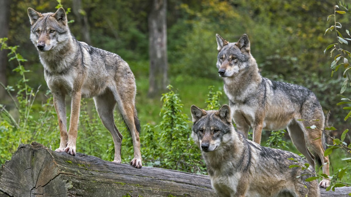 Bundesumweltministerin Lemke fordert mehr Wolfsabschüsse