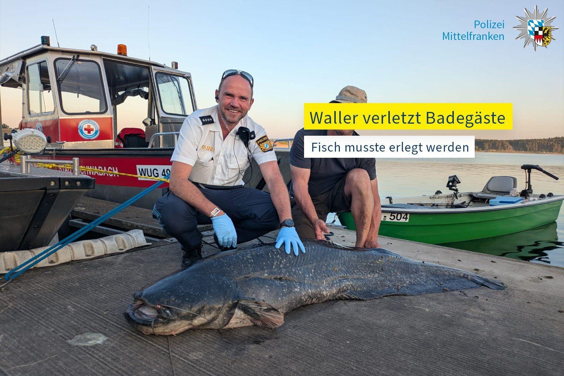 Bayern, Brombachsee: Der erlegte Waller liegt am Ufer vom Brombachsee, nachdem er wiederholt Schwimmer angegriffen hat (Aufnahmedatum unbekannt). Der aggressive, über zwei Meter lange Fisch hat mindestens fünf Badegäste verletzt. Ein Polizist erschoss den Riesenwels schließlich mit seiner Dienstpistole, wie die Polizei berichtete