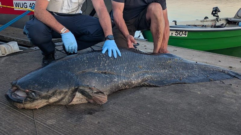 Bayern, Brombachsee: Der erlegte Waller liegt am Ufer vom Brombachsee, nachdem er wiederholt Schwimmer angegriffen hat (Aufnahmedatum unbekannt). Der aggressive, über zwei Meter lange Fisch hat mindestens fünf Badegäste verletzt. Ein Polizist erschoss den Riesenwels schließlich mit seiner Dienstpistole, wie die Polizei berichtete | Bild: Polizei Mittelfranken/dpa Bayern, Brombachsee: Der erlegte Waller liegt am Ufer vom Brombachsee, nachdem er wiederholt Schwimmer angegriffen hat (Aufnahmedatum unbekannt). Der aggressive, über zwei Meter lange Fisch hat mindestens fünf Badegäste verletzt. Ein Polizist erschoss den Riesenwels schließlich mit seiner Dienstpistole, wie die Polizei berichtete