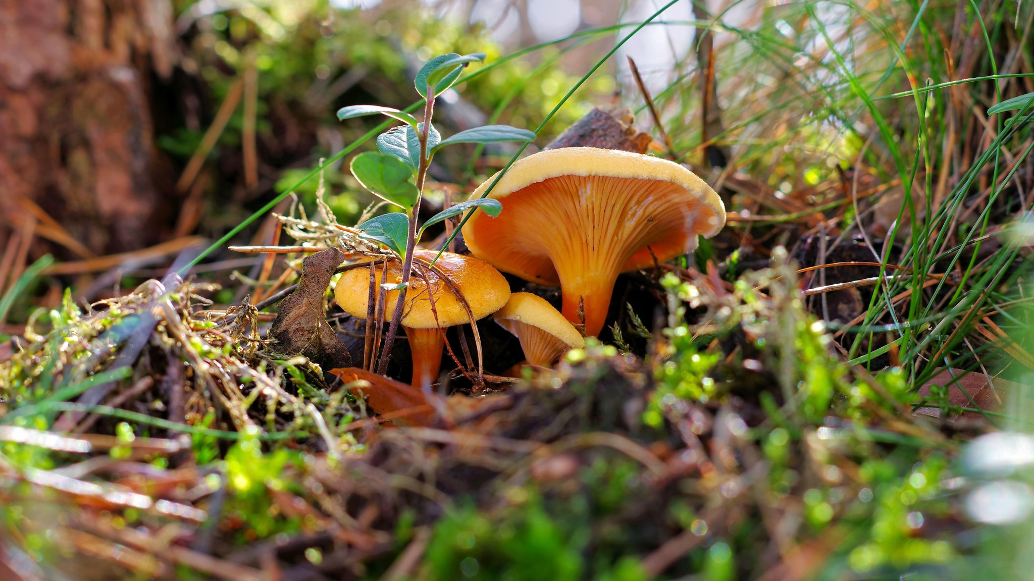 "Falsche Pfifferlinge" im Herbstwald