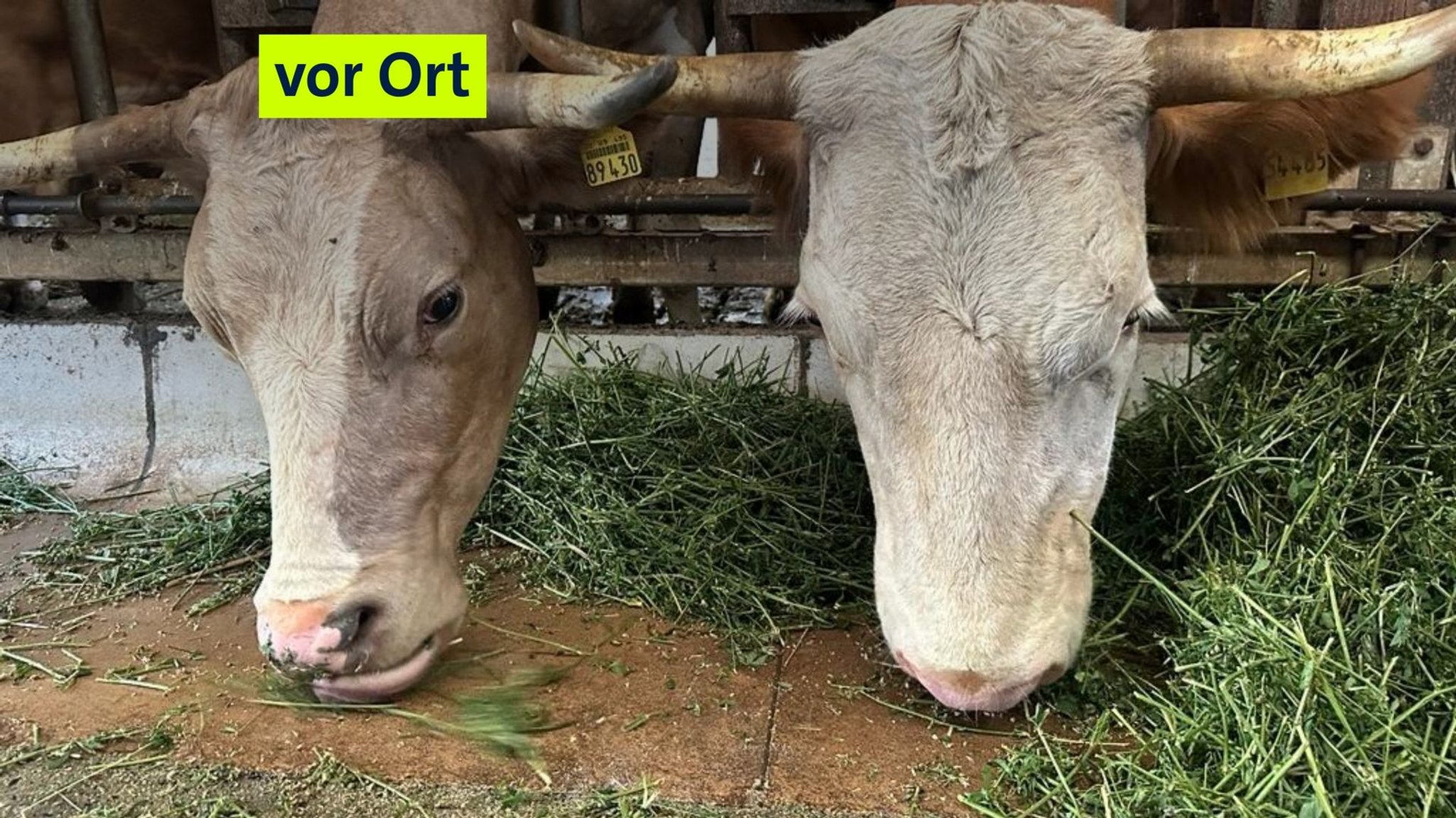 Kühe stehen im Stall und fressen, vor ihnen ist der Boden schon leer. | Bild: BR/Carlotta Sauer Kühe stehen im Stall und fressen, vor ihnen ist der Boden schon leer.