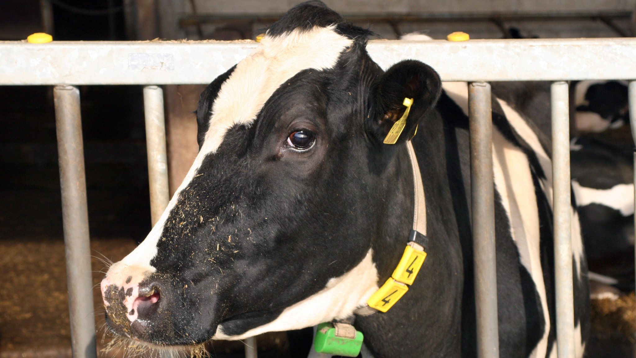 Tierschutz-Skandal: Weitere Anklage gegen drei Allgäuer Bauern