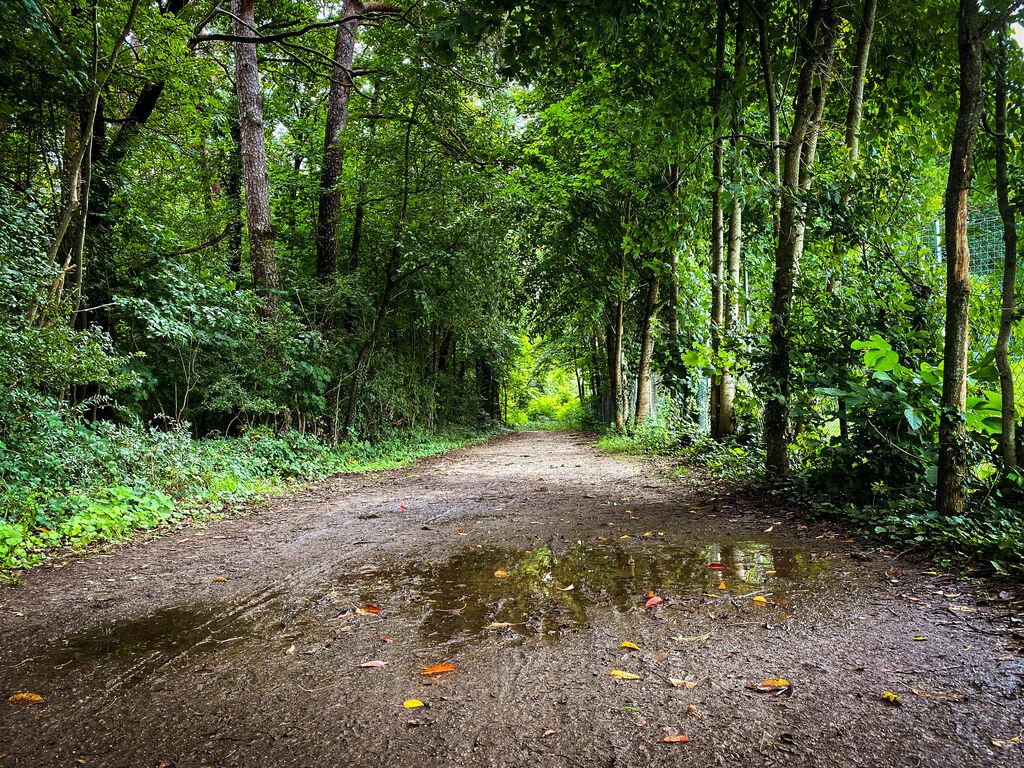 Ein Waldweg im Berglholz in Oberschleißheim nördlich von München.