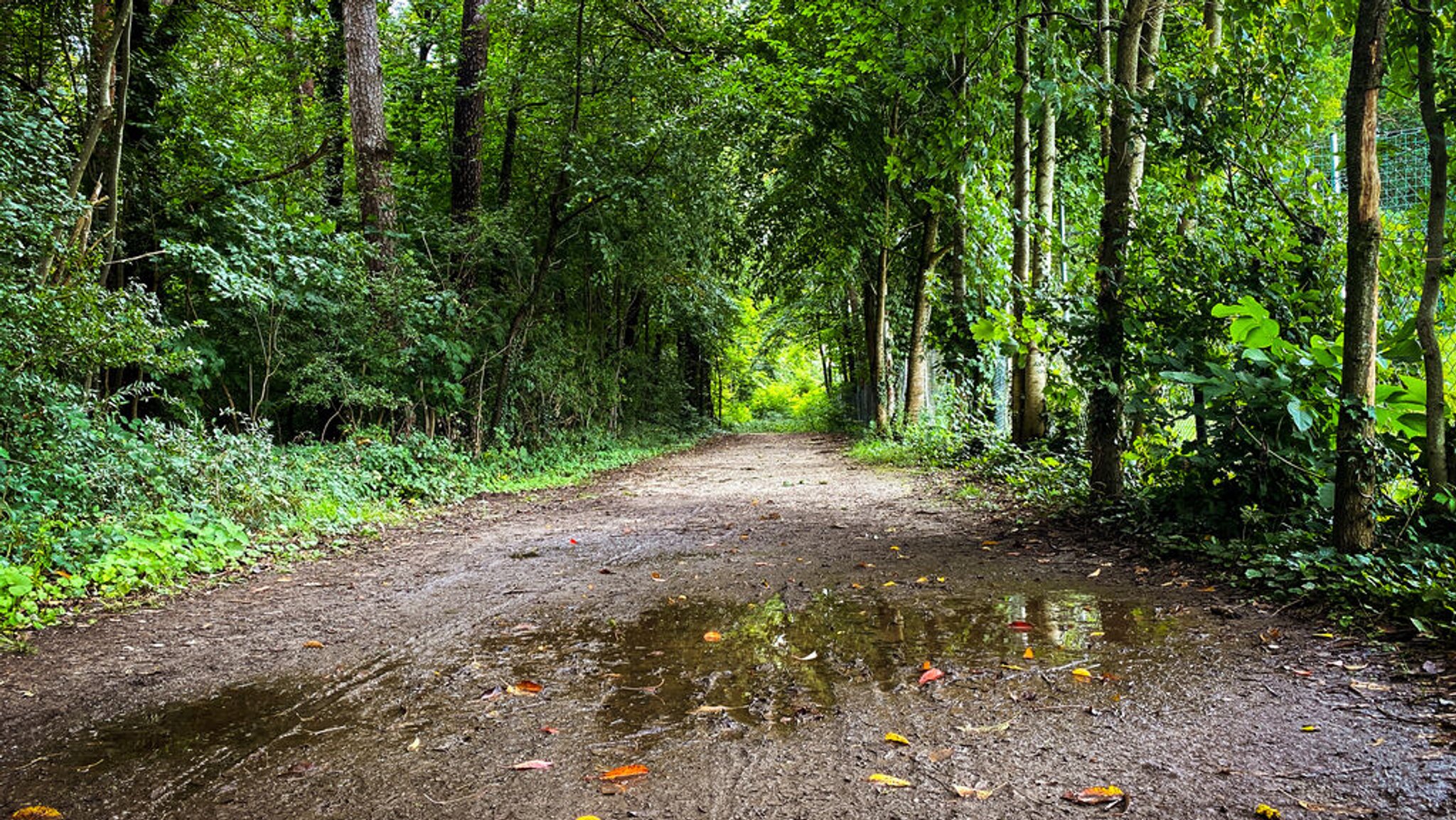 Ein Waldweg im Berglholz in Oberschleißheim nördlich von München.