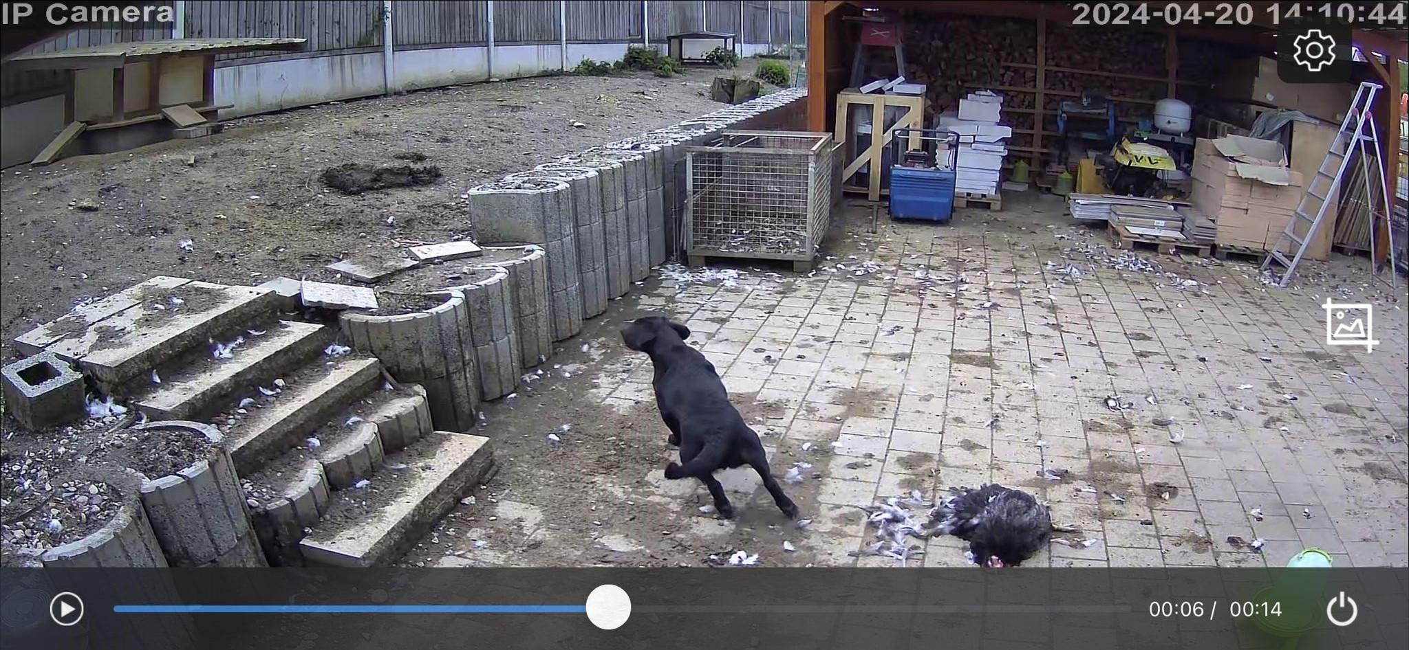 Überwachungskamera zeigt streunende Hundes auf Hühnerhof
