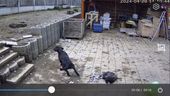 Überwachungskamera zeigt streunende Hundes auf Hühnerhof | Bild:BR/privat