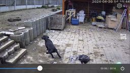 Überwachungskamera zeigt streunende Hundes auf Hühnerhof | Bild:BR/privat
