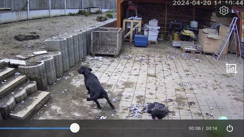 Überwachungskamera zeigt streunende Hundes auf Hühnerhof