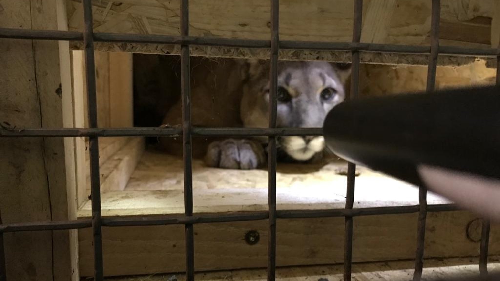 Sichergestellter Puma in Neunburg vorm Wald.