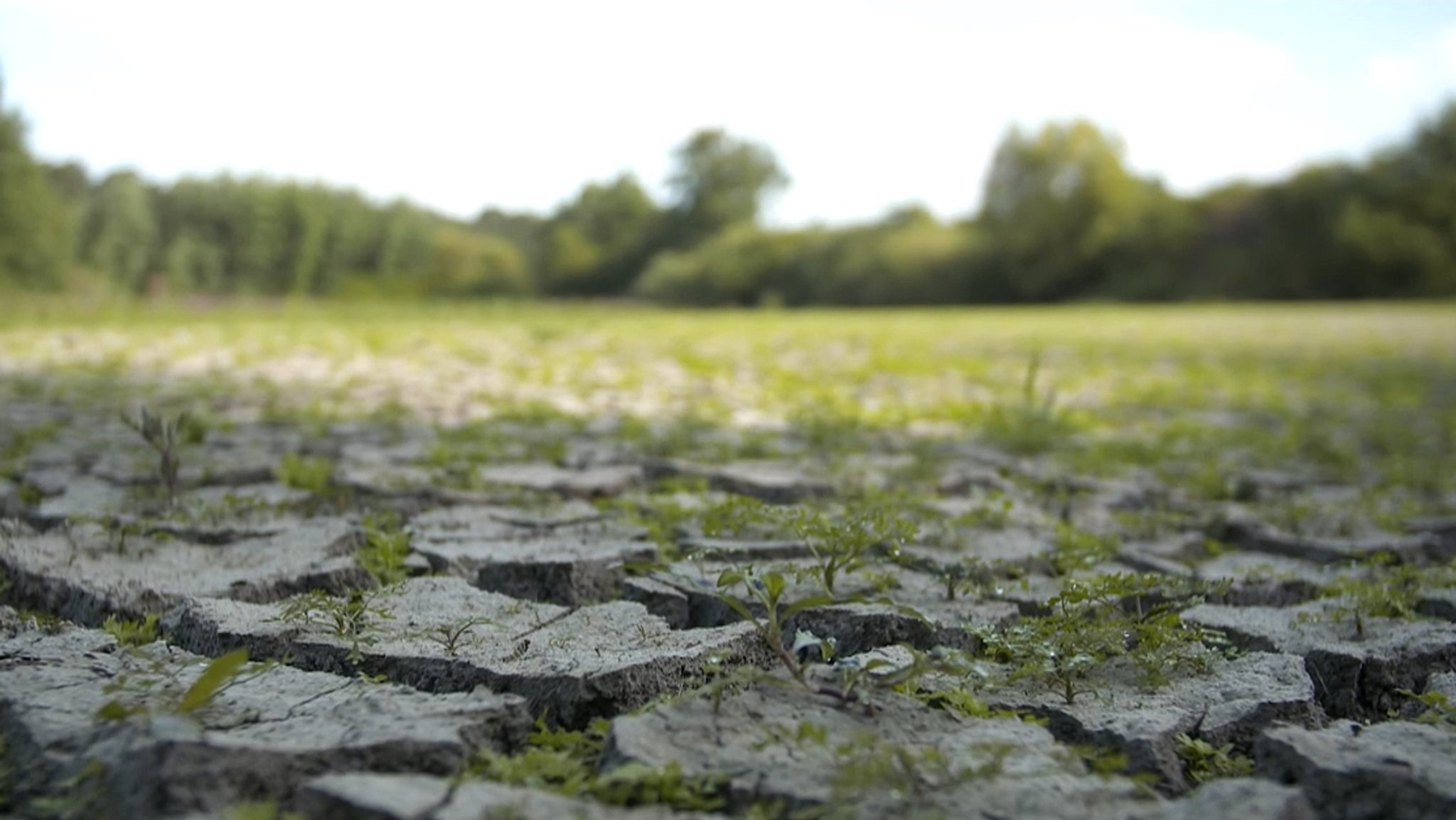 Im Karpfenweiher wird das Wasser knapp: Wie der Hitze trotzen?