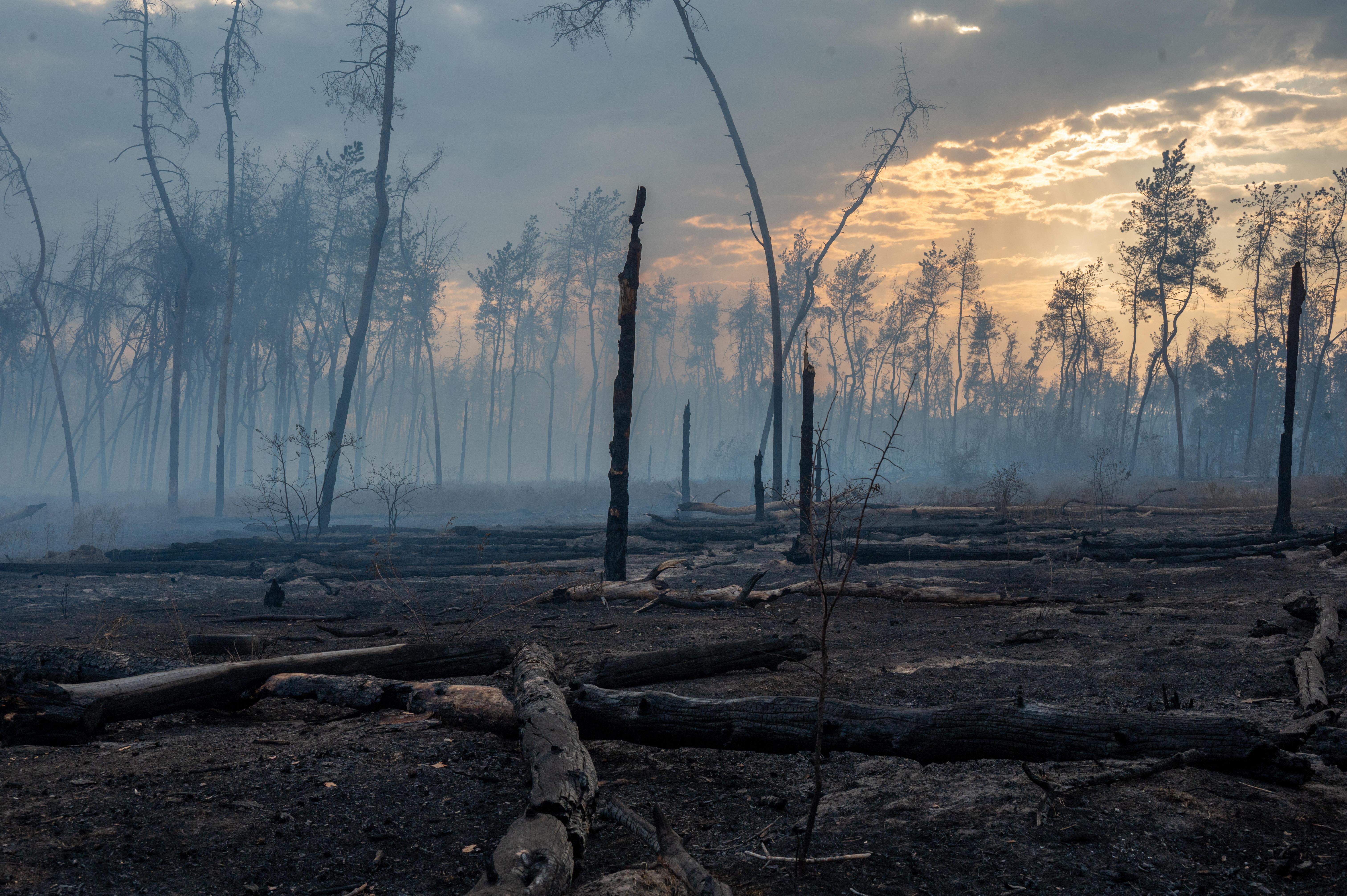 Verbrannte Bäume nach einem Waldbrand bei Charkiw, ausgelöst durch die Explosion einer russischen Bombe im September 2024.