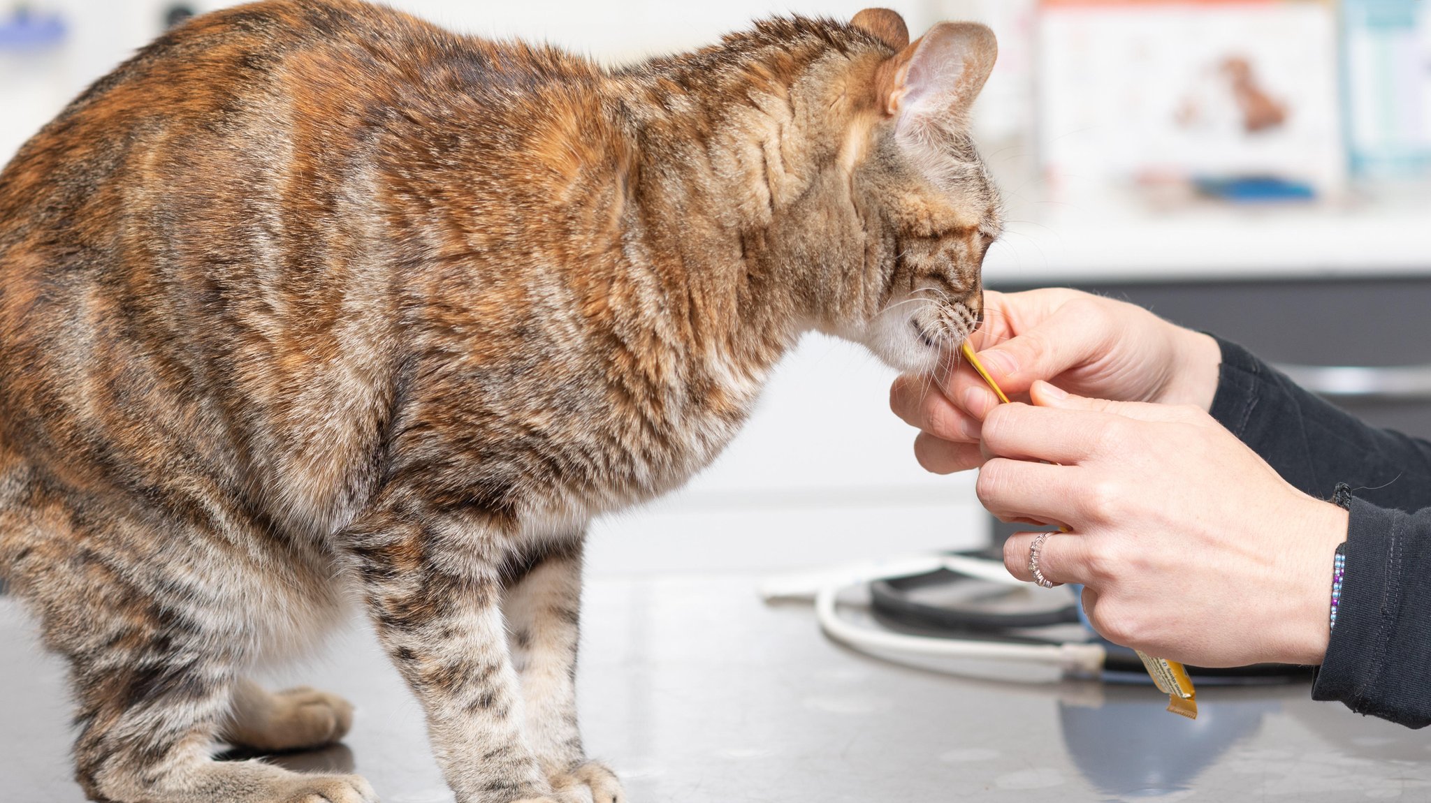 Große Betreiberketten kaufen auch in Bayern vermehrt Tierarztpraxen auf. Gerade die Behandlung von Kleintieren scheint lukrativ, weil Besitzer bereit sind, für Hund und Katze viel Geld auszugeben. Aber die Kosten könnten steigen.