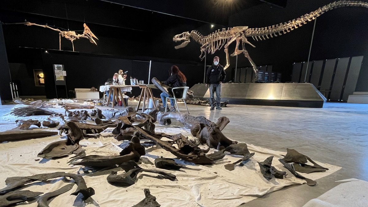Tyrannosaurus-Rex-Knochen aus Kunststoff im Dinosaurier-Museum in Denkendorf