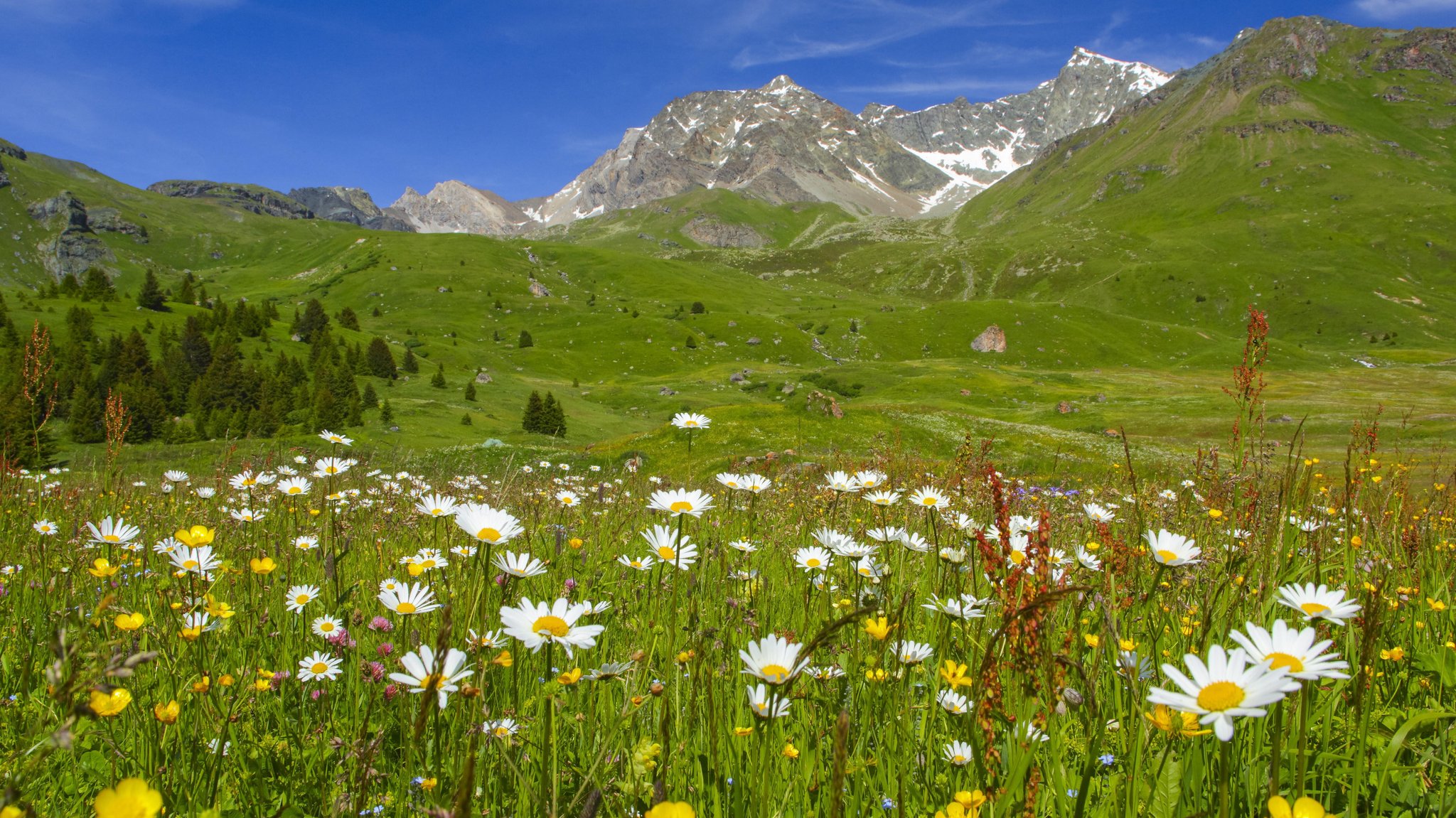 Bergwiese in der Schweiz, Alp Flix. 