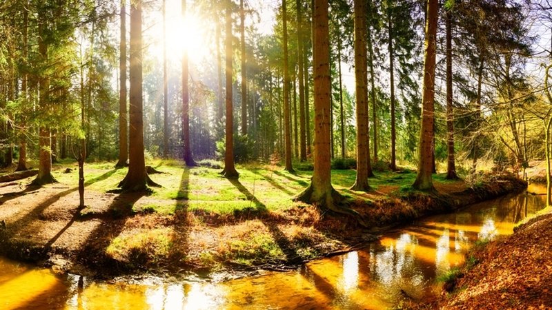 Wälder für eine wärmere Zukunft 