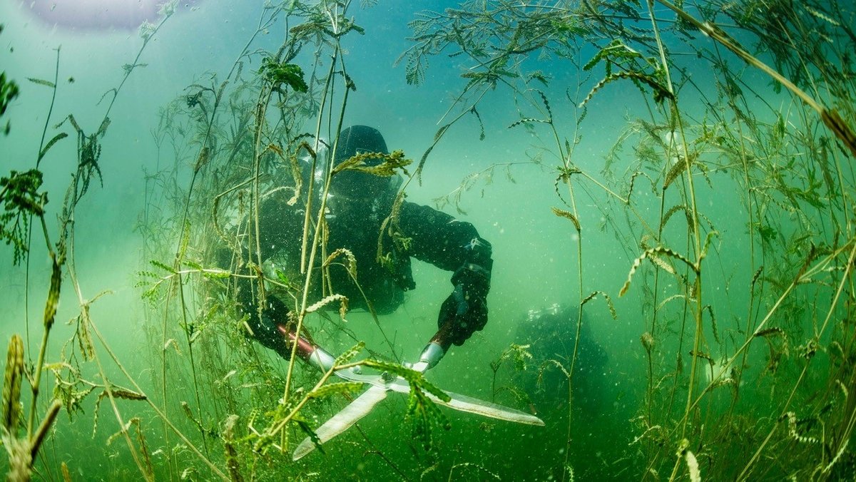 Taucher schneiden mit großer Gartenschere in vier Meter Tiefe im Fridolfinger See "Laichkraut".