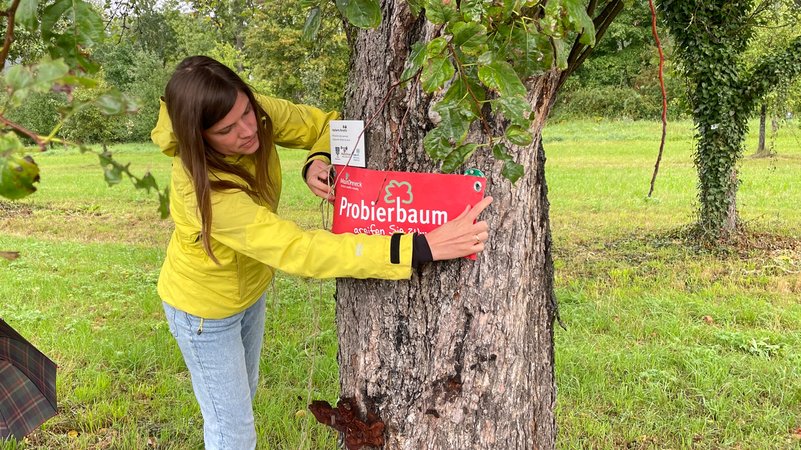 Anja Mengler zeichnet einen Apfelbaum in Winterhausen als "Probierbaum" aus. | Bild: BR/Mona Böhm Anja Mengler zeichnet einen Apfelbaum in Winterhausen als "Probierbaum" aus.