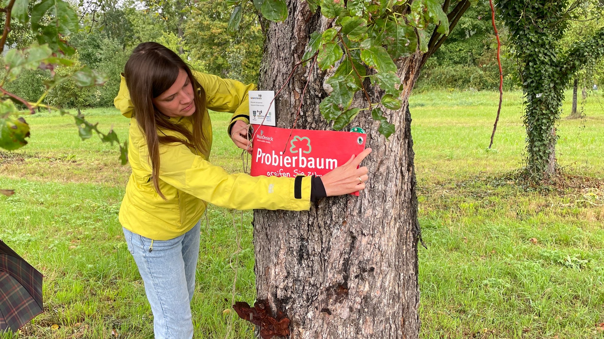 Anja Mengler zeichnet einen Apfelbaum in Winterhausen als "Probierbaum" aus. | Bild: BR/Mona Böhm Anja Mengler zeichnet einen Apfelbaum in Winterhausen als "Probierbaum" aus.