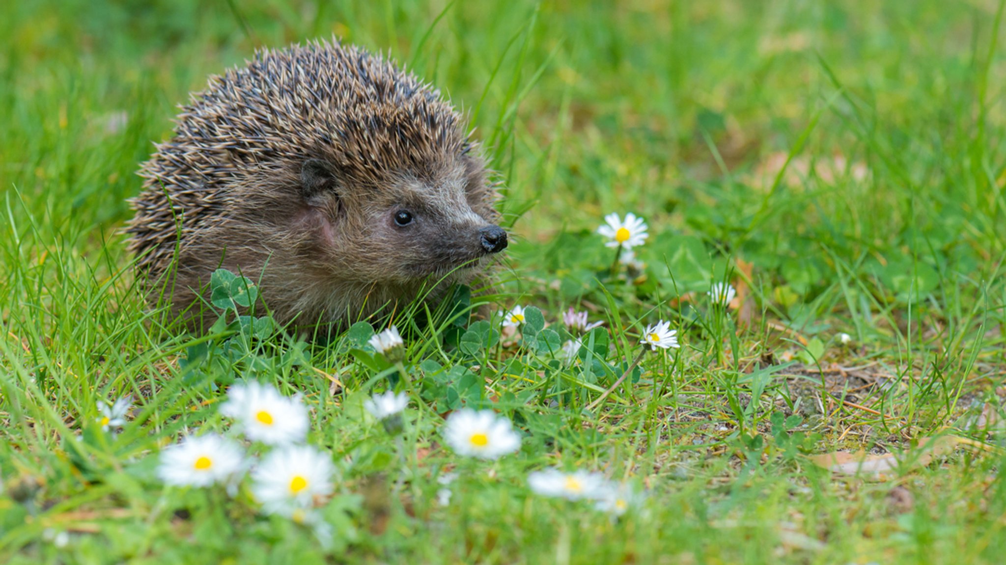 Ein Igel auf einer Wiese. | Bild: stock.adobe.com/mirkograul Ein Igel auf einer Wiese.