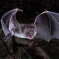 Die Vampirfledermaus - Der soziale Blutsauger | Bild: picture alliance / ASSOCIATED PRESS | Sherri