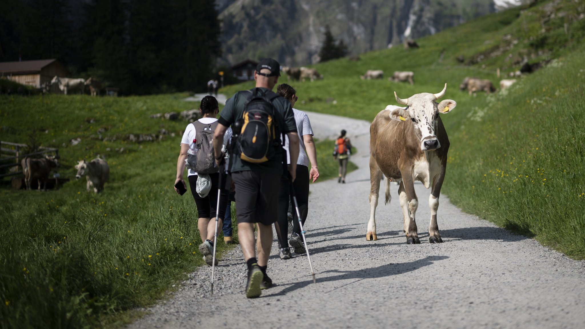Nach tödlicher Kuhattacke: So verhalten Wanderer sich richtig