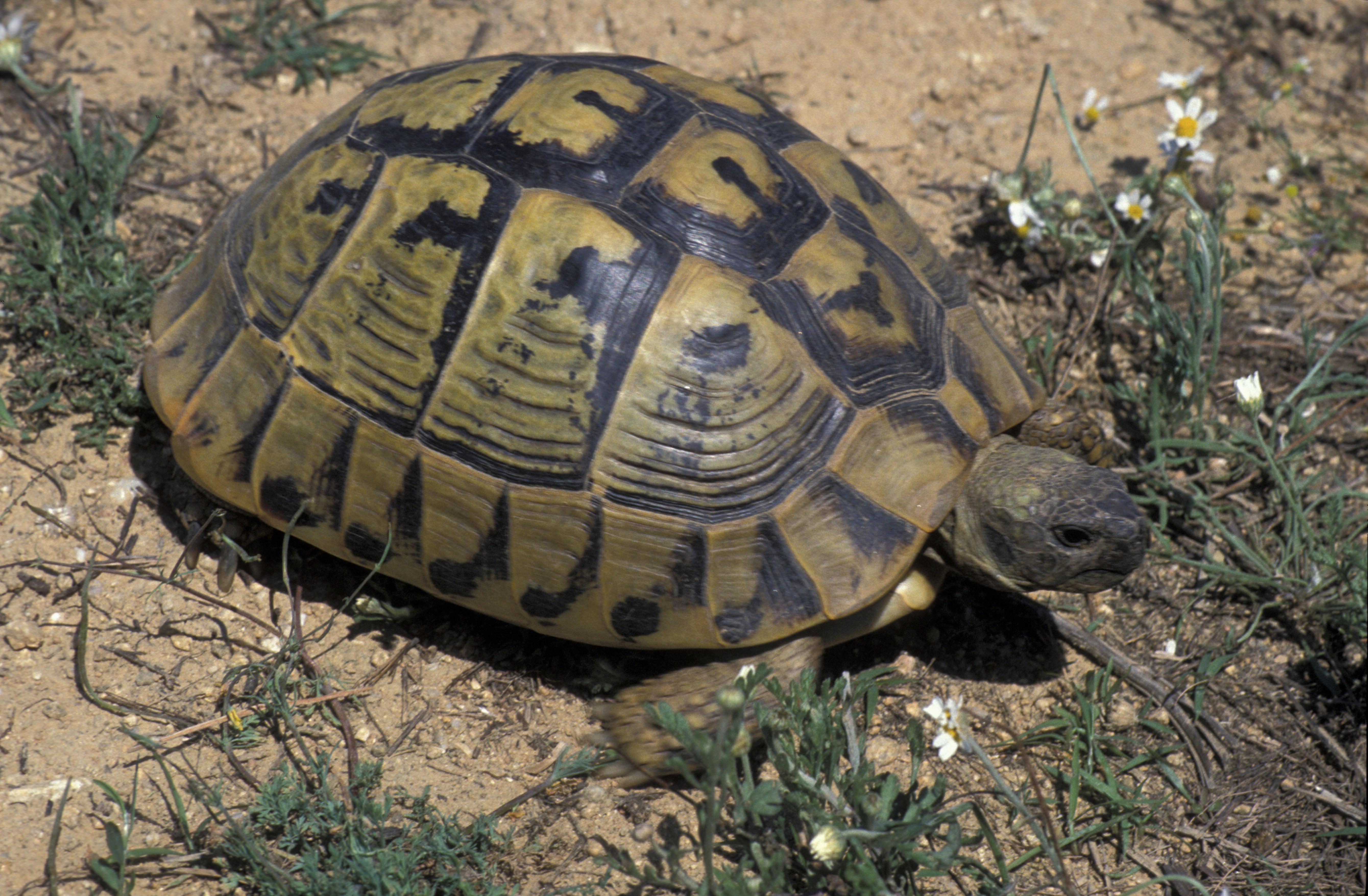 Vier Jahre vermisst: Schildkröte "Harry" kommt nach Hause