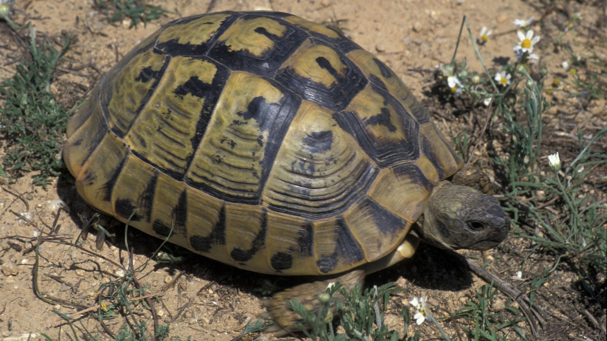Vier Jahre vermisst: Schildkröte "Harry" kommt nach Hause