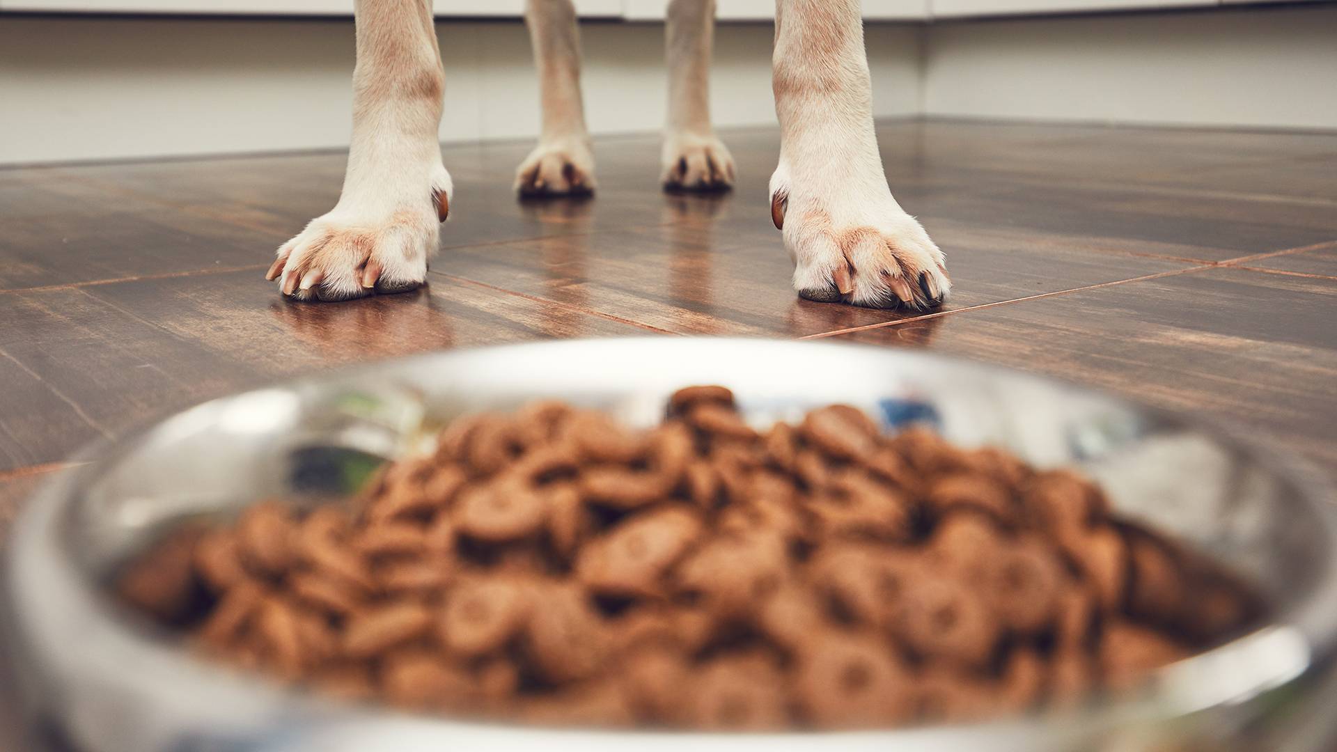 nierendit nassfutter hund renal Hund Nassfutter | mera