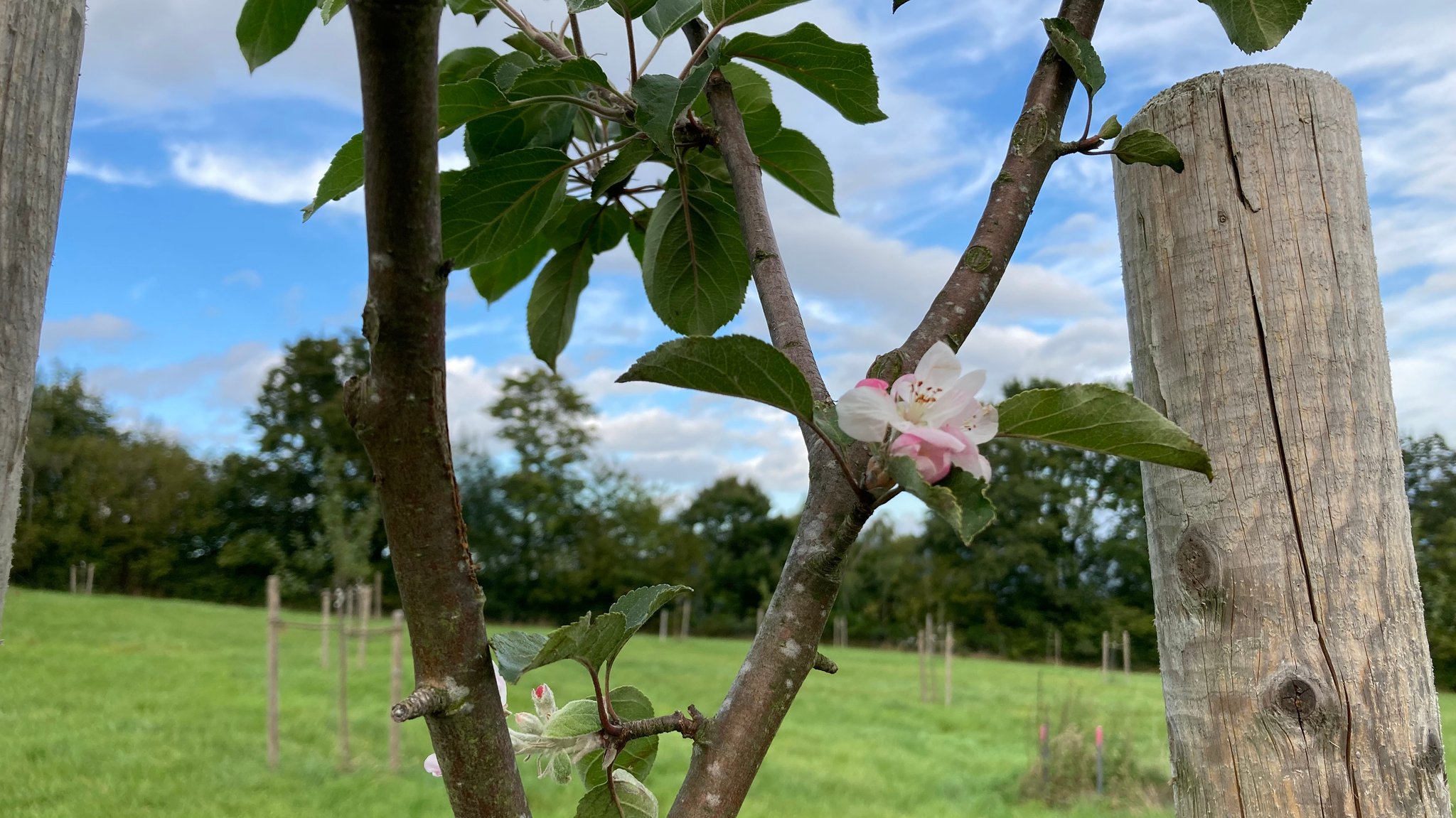 Mehrere Frisch gepflanzte Obstbäume auf einer Wiese