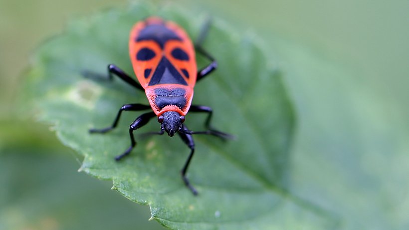 Feuerwanzen im Garten Sind sie gefährlich oder giftig? BR24