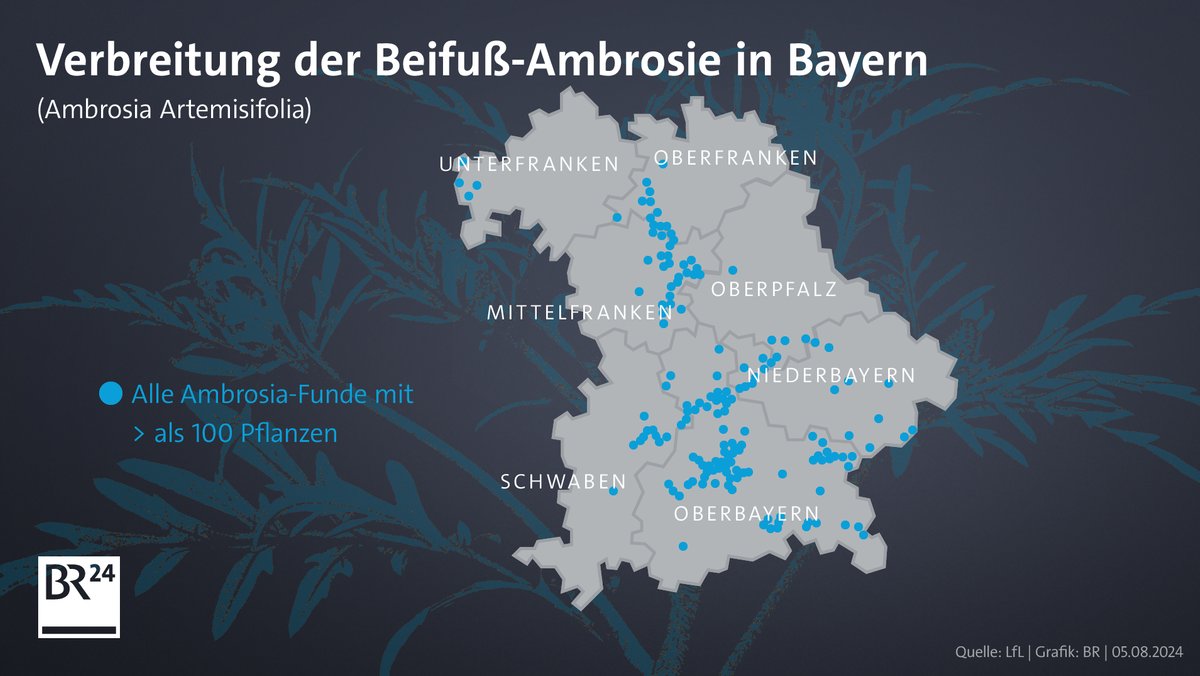 Verbreitung der Beifuß-Ambrosie, dargestellt auf einer Bayern-Karte.