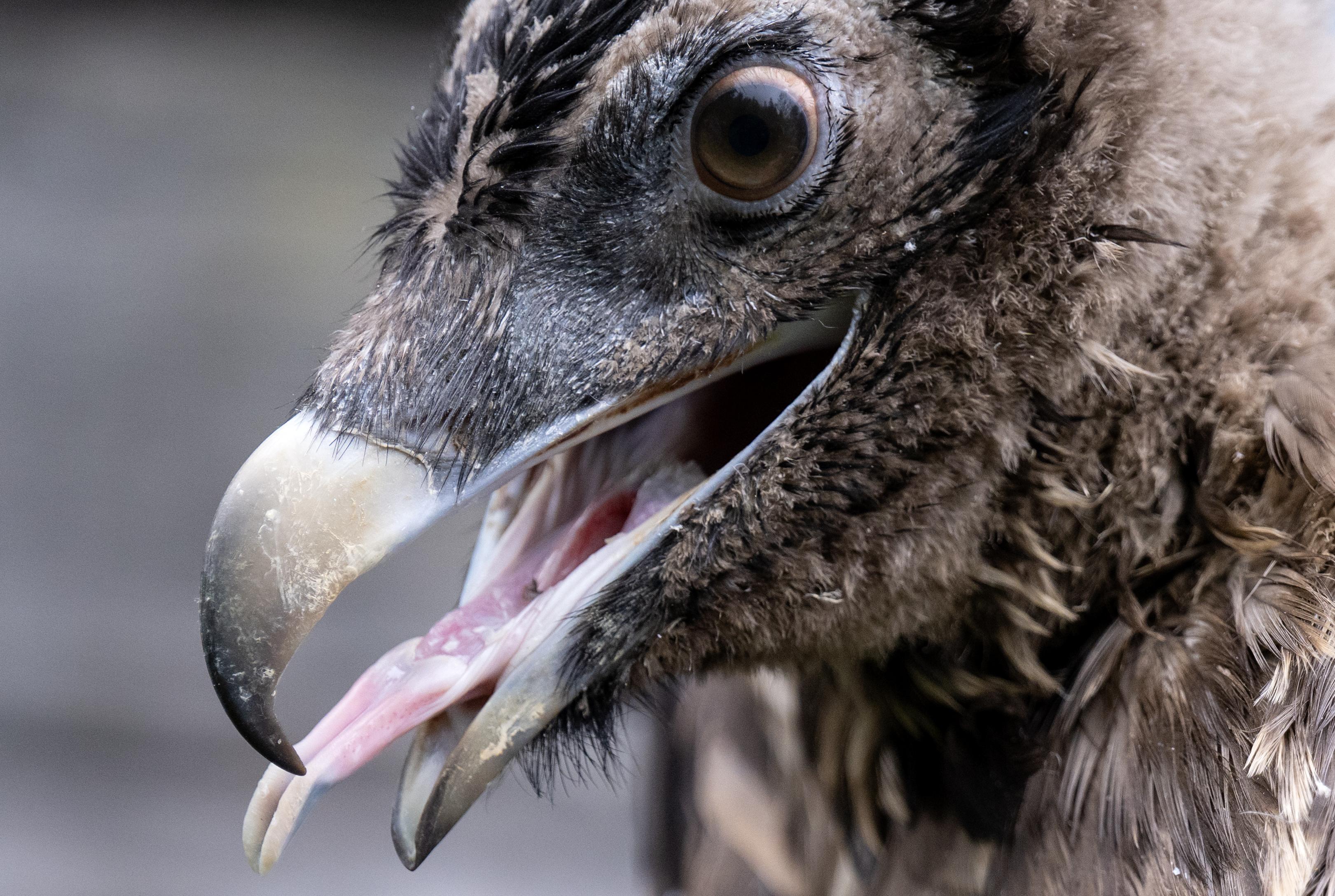 Bartgeiermännchen "Nepomuk".